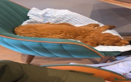 Cockapoo dogs for sale: F1b fox red Fully vaccinated Male - Image 3
