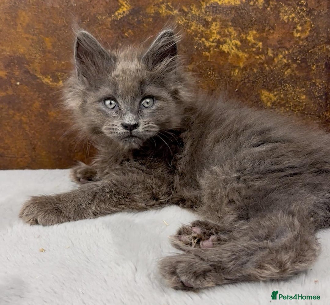 Maine Coon cats for sale: Championship bloodline GCCF Maine Coon kittens - Image 10