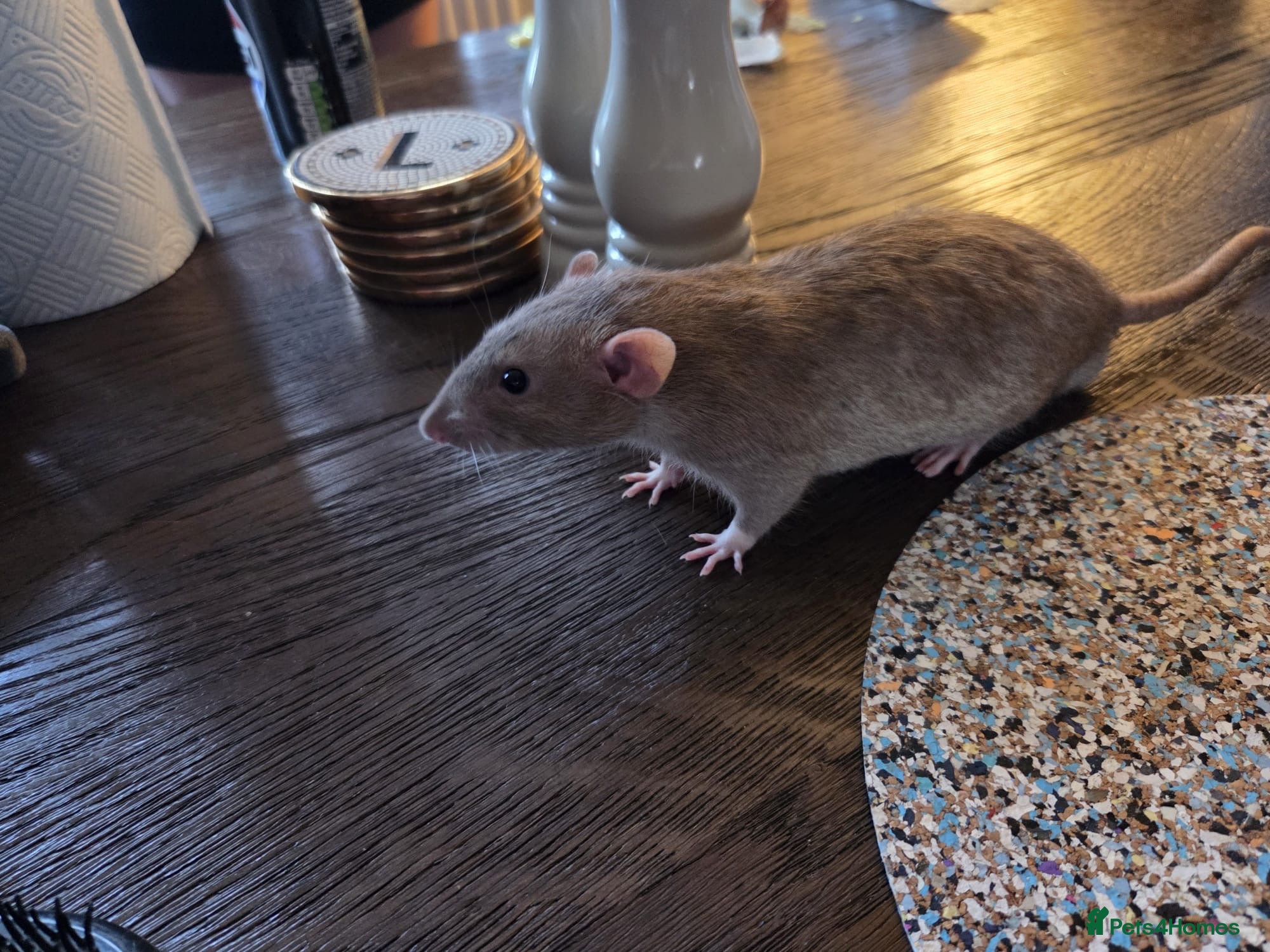 Rat rodents 4x male rats 6 months old for rehoming - Advert 2