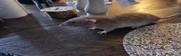 Rat rodents for sale: 4x male rats 6 months old for rehoming - Advert 3