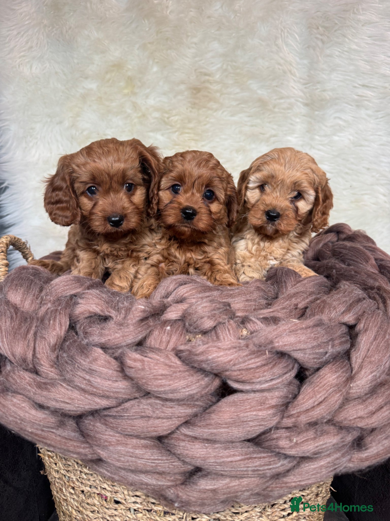 Cavapoo dogs F1 DNA clear Cavapoo puppies  - Advert 1