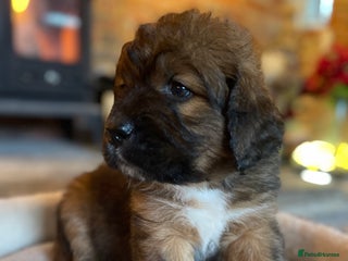 Bernese Mountain Dog dogs Beautiful Bernedoodle babies - Advert 3