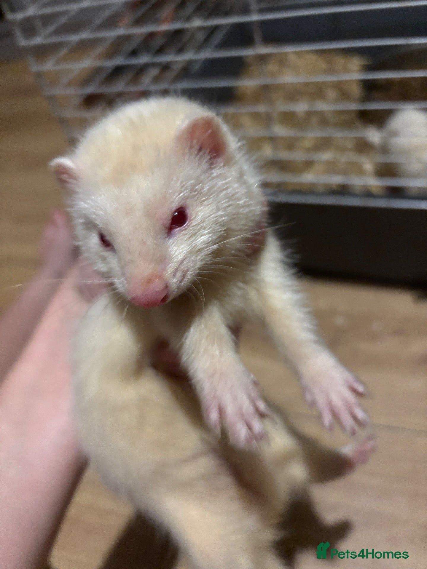 Ferret rodents for sale: 3 albino ferrets ready now  - Advert 1