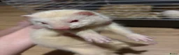 Ferret rodents for sale: 3 albino ferrets ready now  - Advert 1