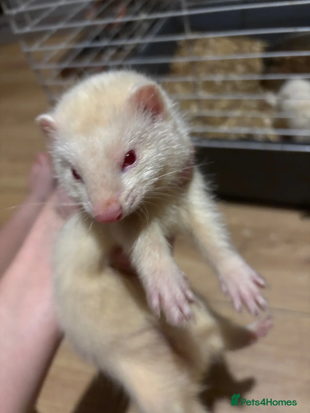 Ferret rodents for sale: 3 albino ferrets ready now  - Advert 1