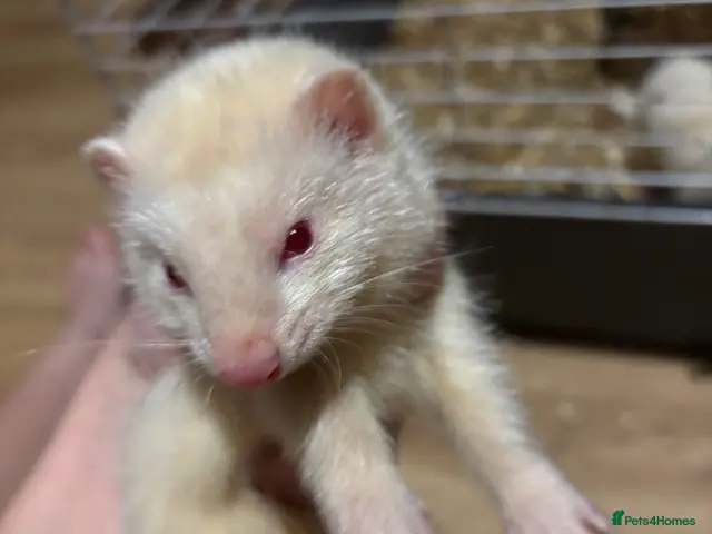 Ferret rodents for sale: 3 albino ferrets ready now - Advert 1