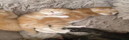 Mixed Breed cats for sale: Beautiful kittens  - Advert 3