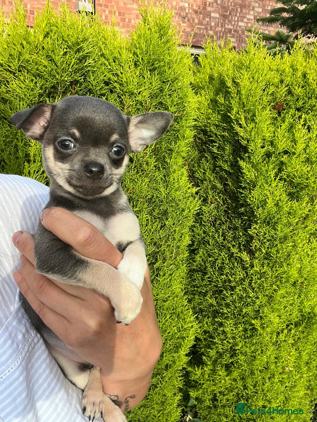 Chihuahua dogs for sale: Chihuahua puppies smooth coat - Image 3