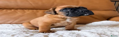 Boxer Puppy 2
