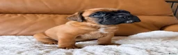 Boxer dogs for sale: Kc Beautiful white girl boxer puppy   - Advert 7