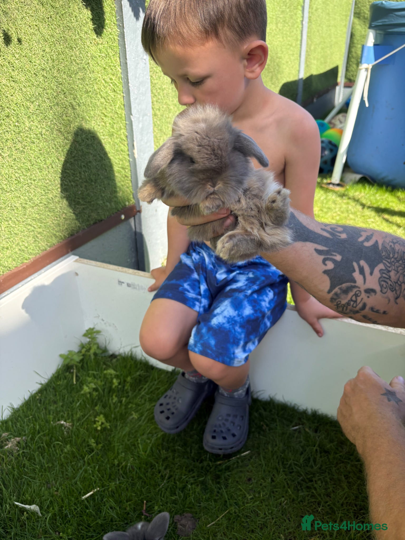 Mini Lop rabbits for sale: Mini lop babies - Advert 2