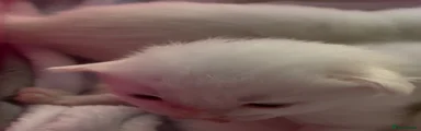 Ragdoll 1