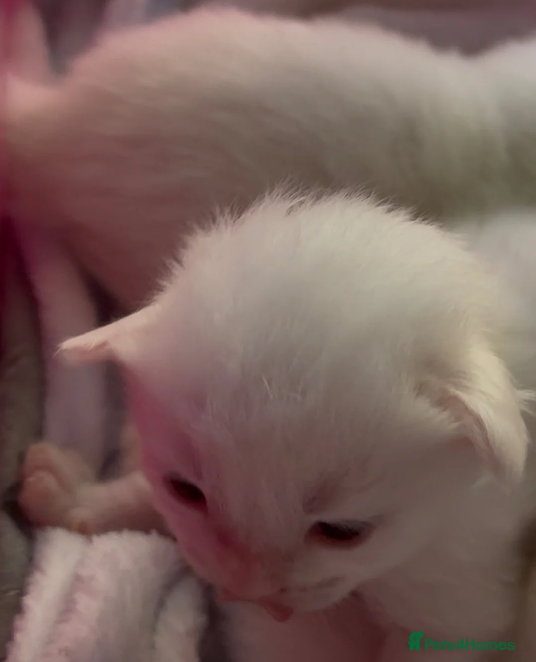 Ragdoll cats for sale: Stunning Ragdolls kittens Blue Colourpoint Mitted  - Advert 2