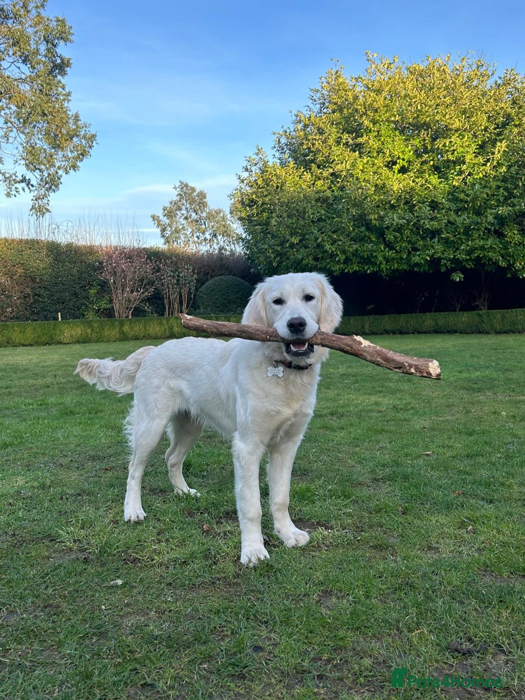 Golden Retriever dogs for sale: Championship line KC Golden Retriever puppies - Image 20