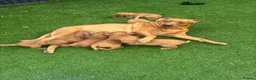 Cockerdor dogs for sale: Cockerdor puppies - Advert 5