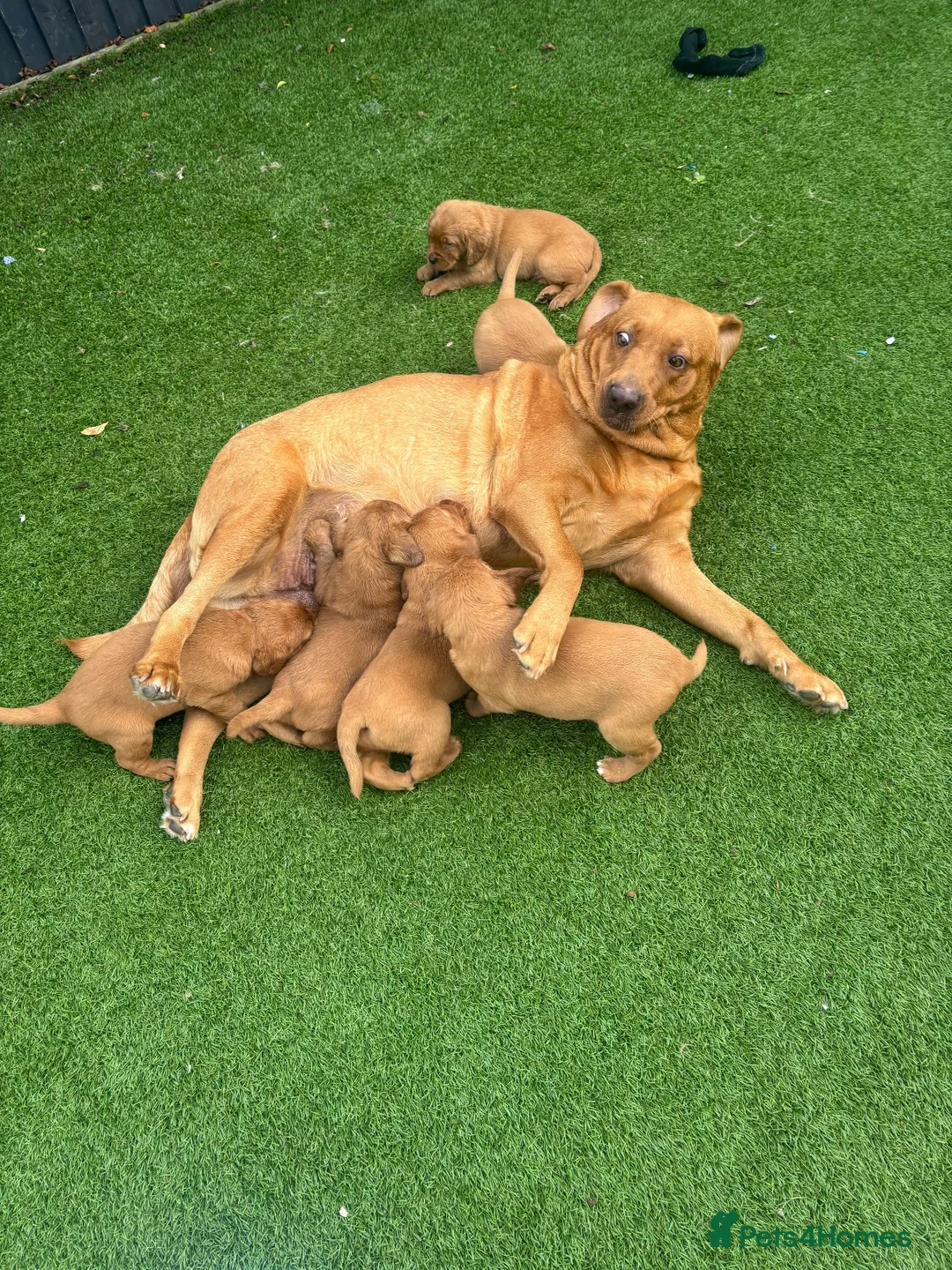 Cockerdor dogs for sale: Cockerdor puppies - Advert 5
