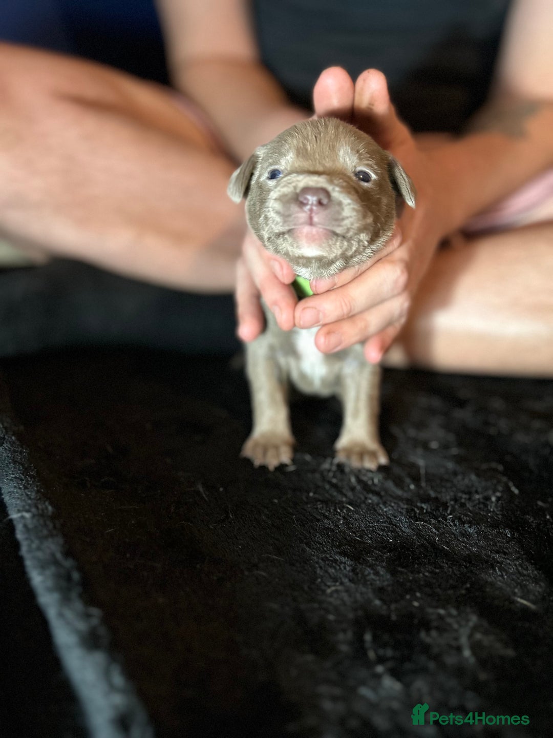 Mixed Breed dogs for sale: Staffadors staffy x labs  - Advert 6