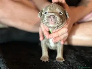 Mixed Breed dogs Staffadors staffy x labs - Advert 15