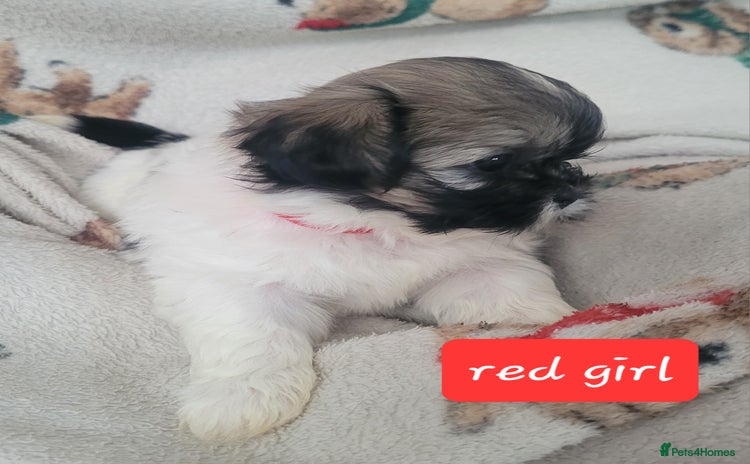 Shih Tzu dogs - Advert 7