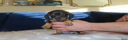 Miniature Dachshund dogs for sale: 4 boy’s beautiful miniature dachshund puppies  - Advert 28