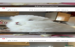 Mixed Breed rabbits for sale: Rescue Bunnies for Adoption  - Image 6