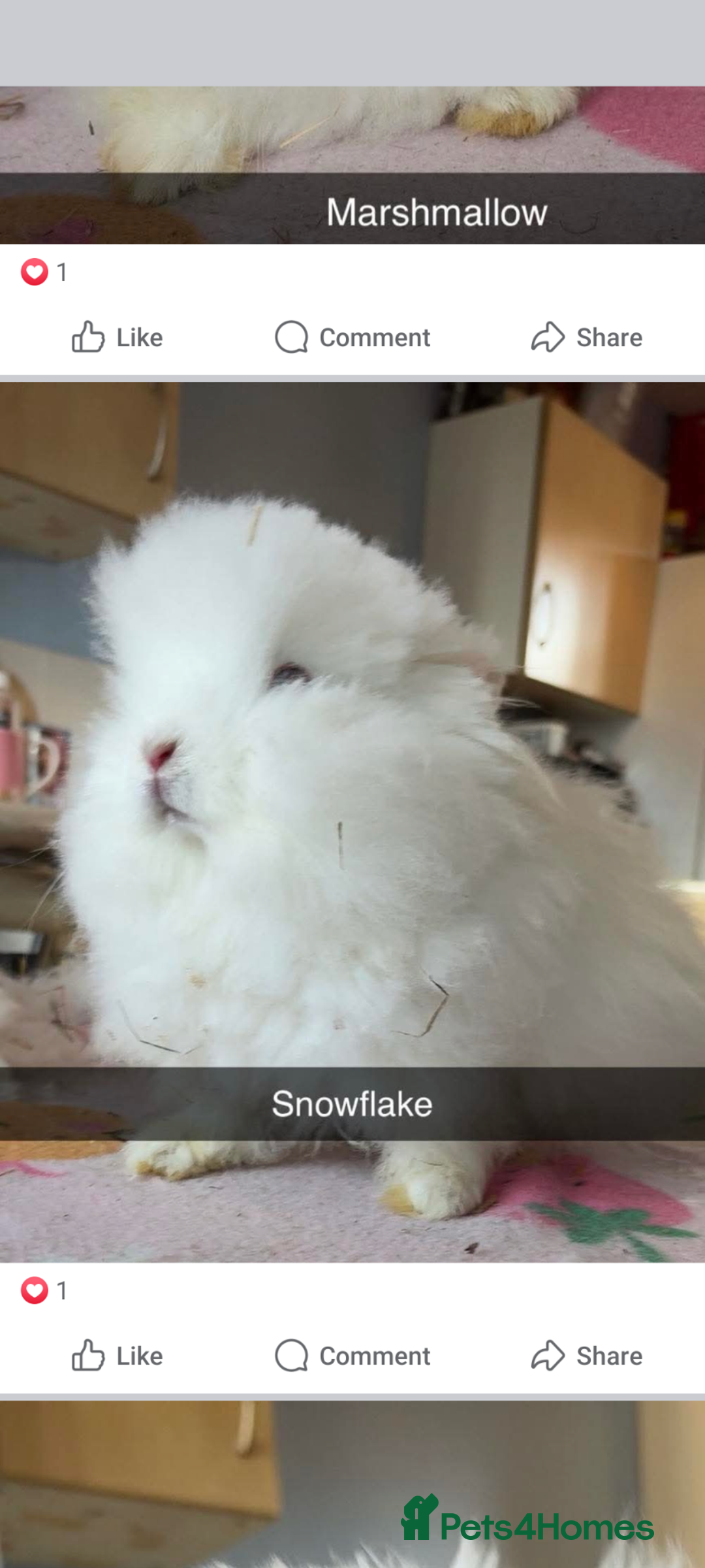 Mixed Breed rabbits for sale: Rescue Bunnies for Adoption  - Image 6
