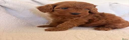Cockapoo dogs for sale: LICENSED BREEDER QUALITY COCKAPOO PUPPIES  - Advert 14