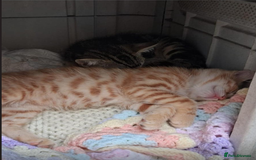 Mixed Breed cats for sale: Domestic Shorthair Kittens - Image 6