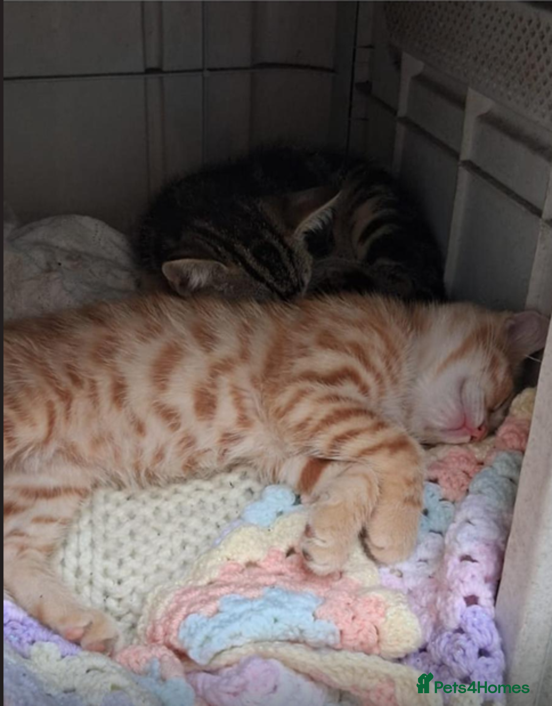 Mixed Breed cats for sale: Domestic Shorthair Kittens - Image 6