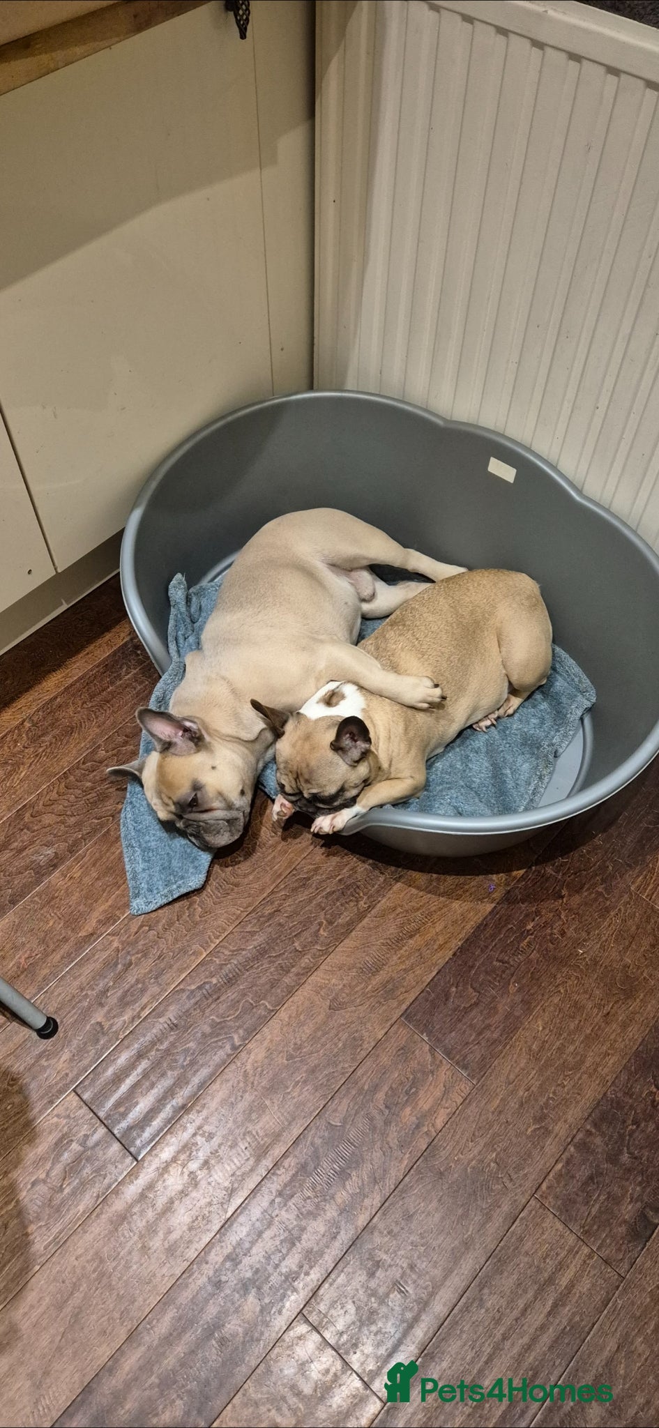 French Bulldog dogs for sale: French Bulldog in need of a new forever home... in Bexleyheath - Advert 6