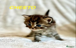Persian cats for sale: Absolutely Stunning litter of Persian/Ragdolls - Image 8