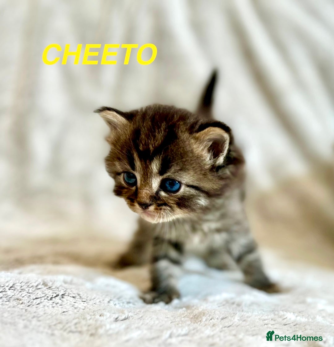 Persian cats for sale: Absolutely Stunning litter of Persian/Ragdolls - Image 8