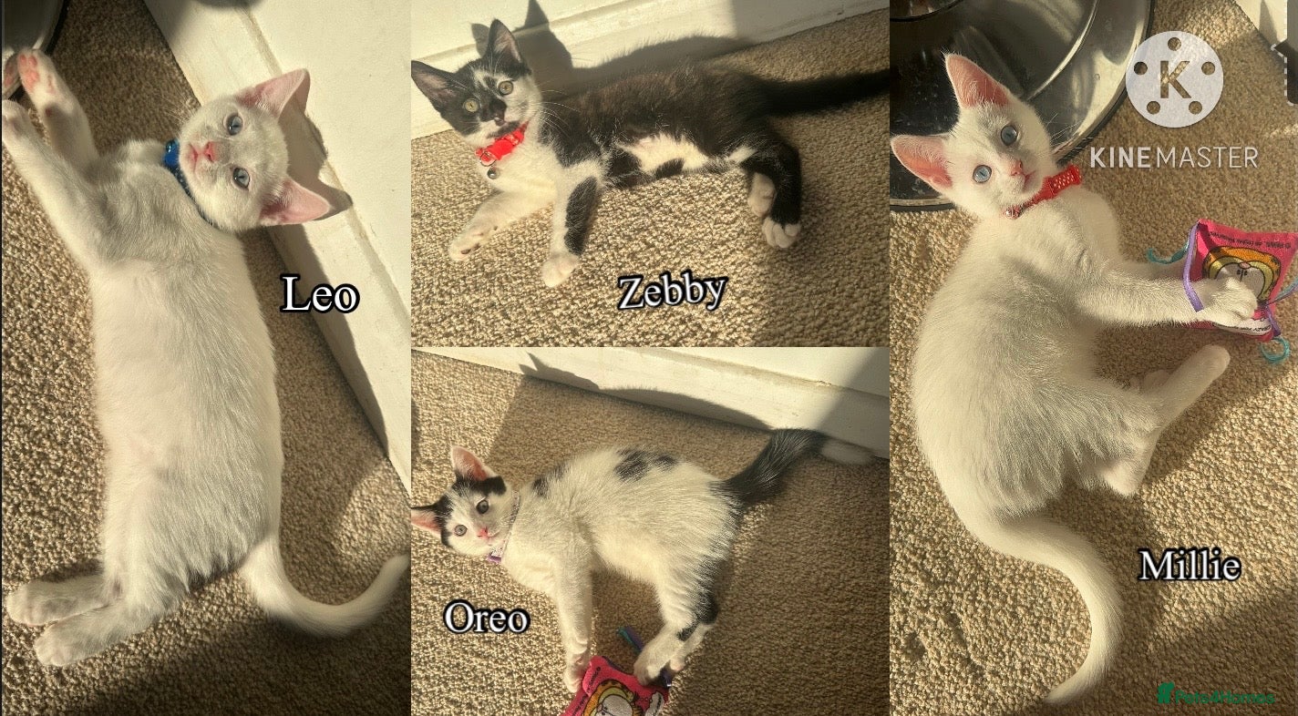 Mixed Breed cats White and black Kittens  - Advert 6