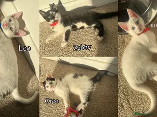 Mixed Breed cats White and black Kittens - Advert 6