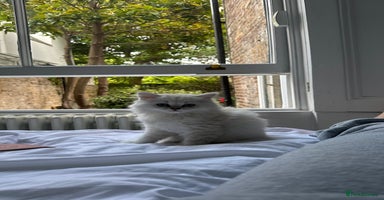 British Longhair cats - Advert 4