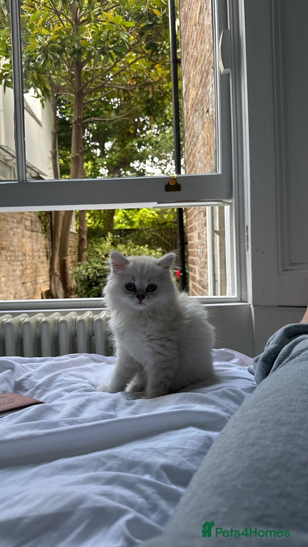British Longhair cats for sale: GCCF Female BRITISH LONGHAIR - Image 2