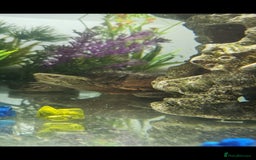 Turtle reptiles for sale: Male and female musk turtles  - Image 8
