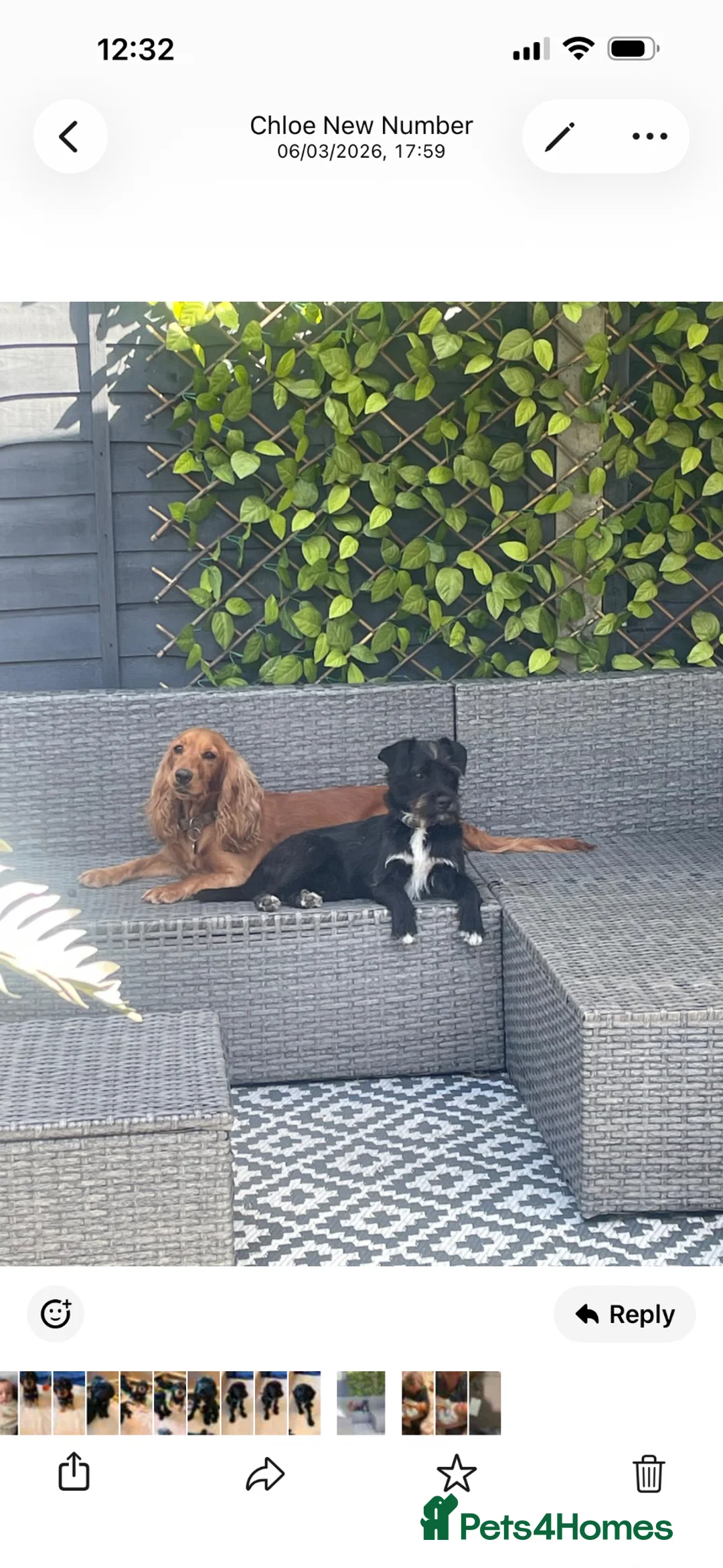 Mixed Breed dogs for sale: Lovely girl puppy cocker spaniel cross patterdale in Romney Marsh - Advert 1