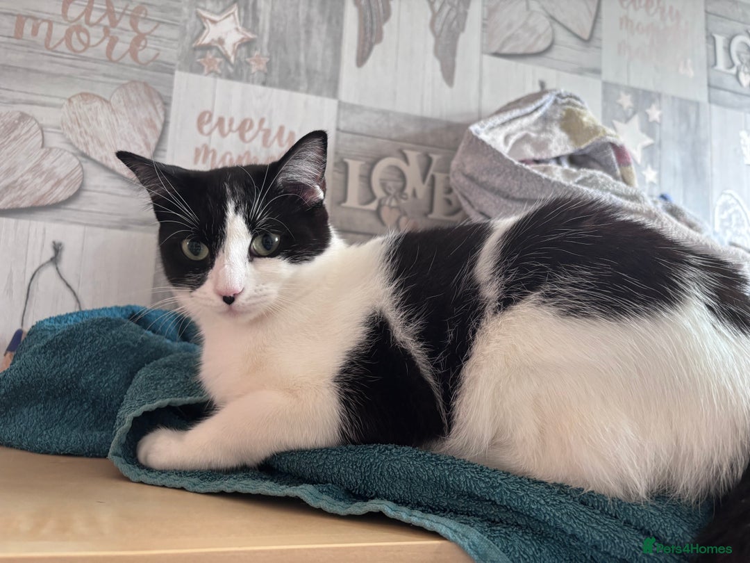 Mixed Breed cats for sale: Ragdoll x - Advert 2