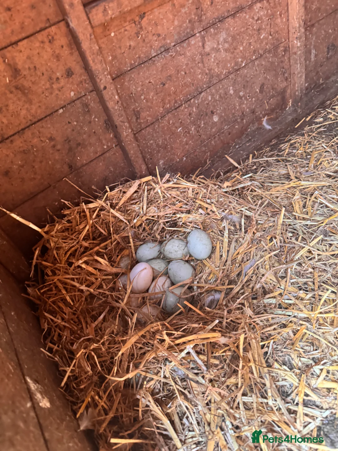 Ducks poultry for sale: 2 Female Laying Indian Runner Ducks - Advert 4