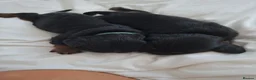 Cavalier King Charles Spaniel dogs for sale: 1 girl cavalier king Charles left  - Advert 7