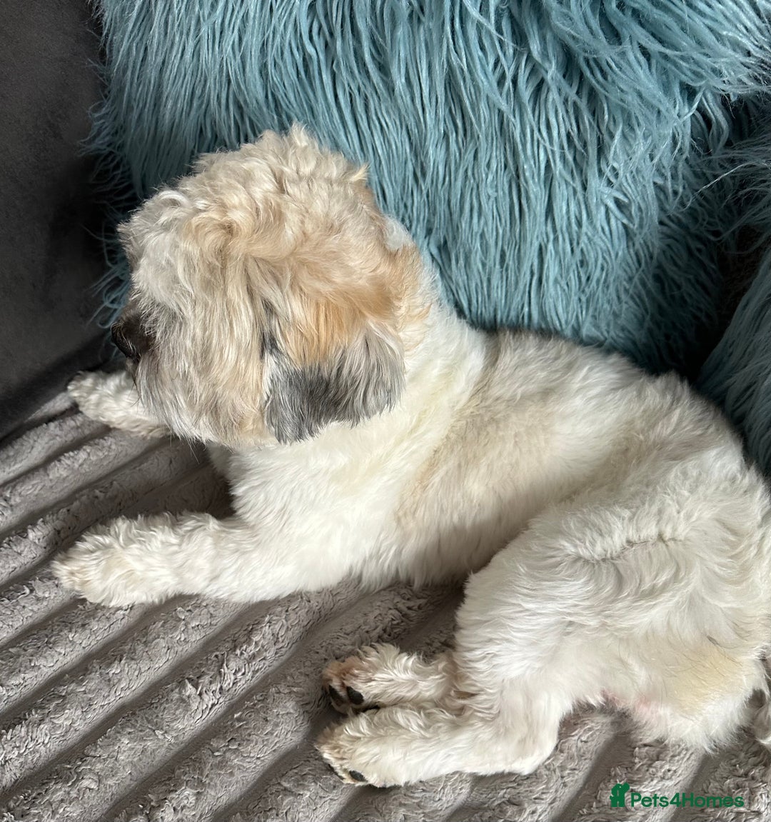 Shih Tzu dogs for stud: Shih Tzu FOR STUD ONLY - Image 4