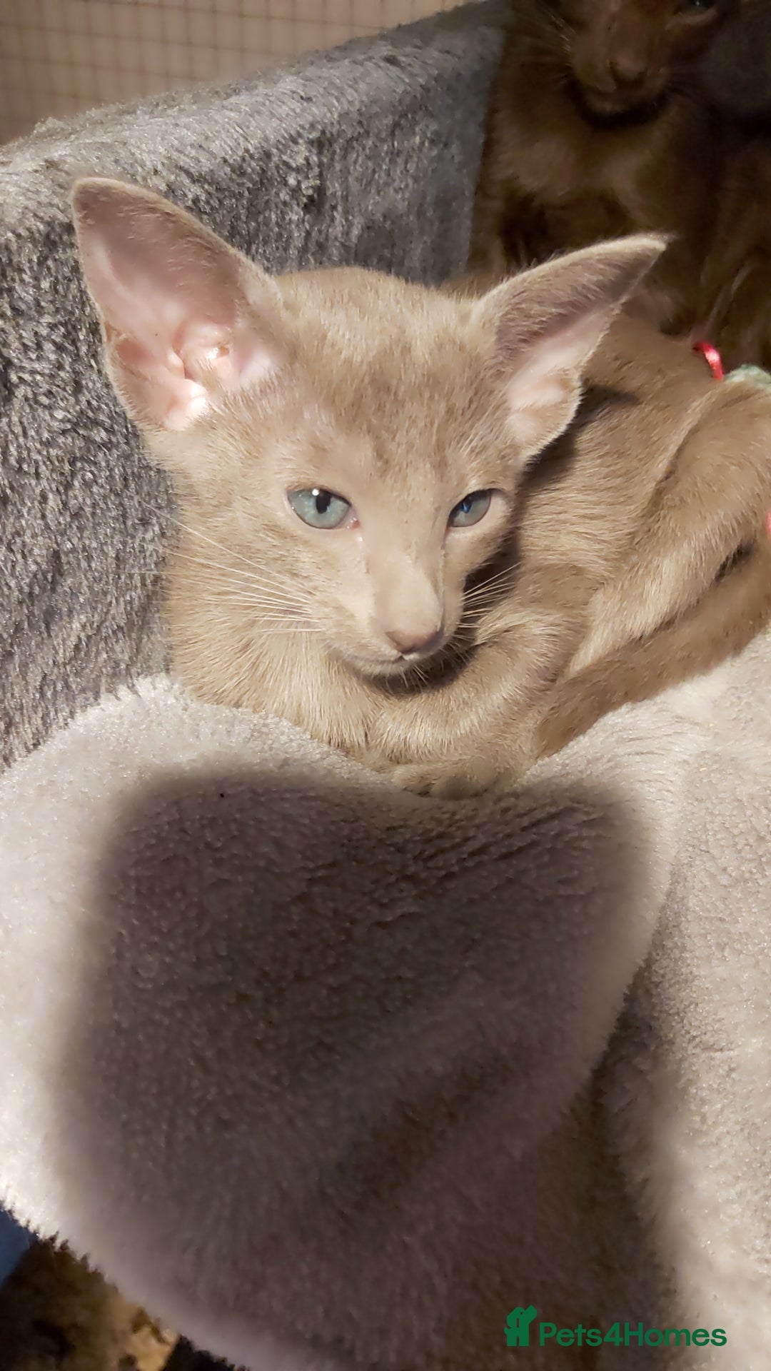 Oriental cats for sale: Full Pedigree Oriental 1 Kitten XL size ears GCCF - Advert 25