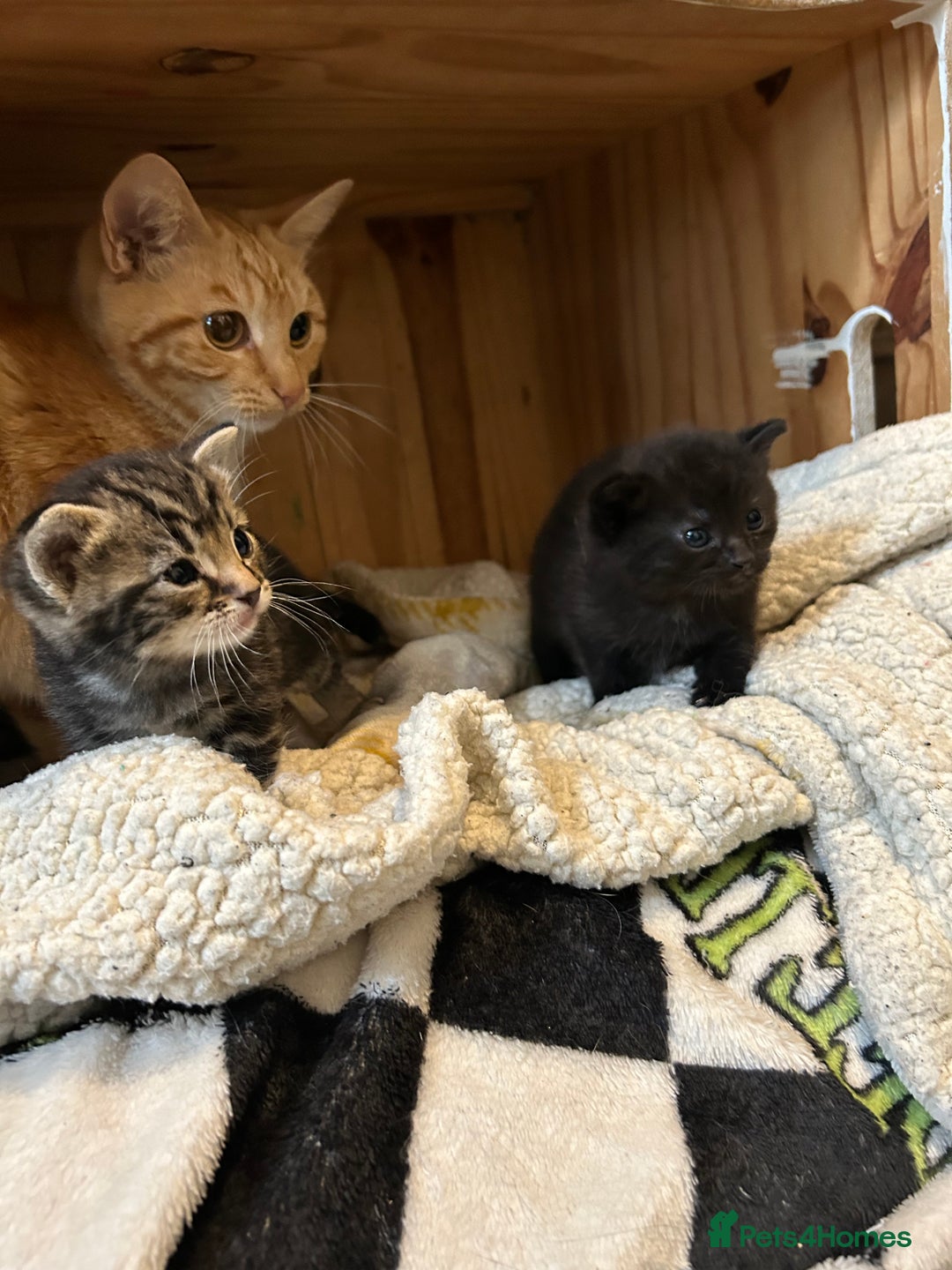 Domestic Shorthair cats for sale: 4 beautiful kittens - Image 3