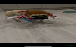 French Bulldog dogs for sale: French Bulldog - Image 2