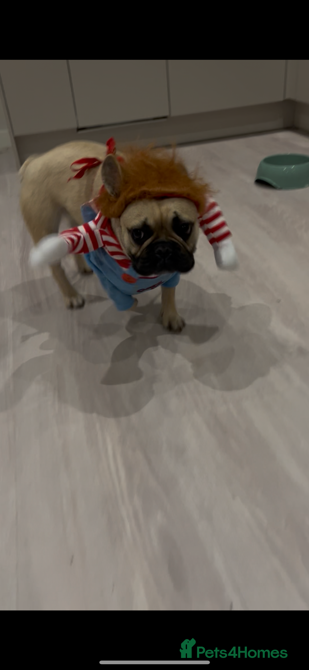 French Bulldog dogs for sale: French Bulldog - Image 2