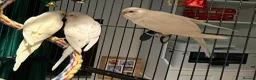 Budgerigars birds for sale: young  budgies available  Wa7  area   - Advert 19