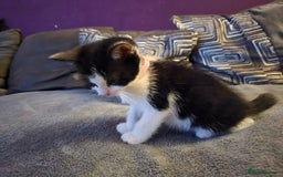 Mixed Breed cats for sale: Adorable black and white kittens - Image 9