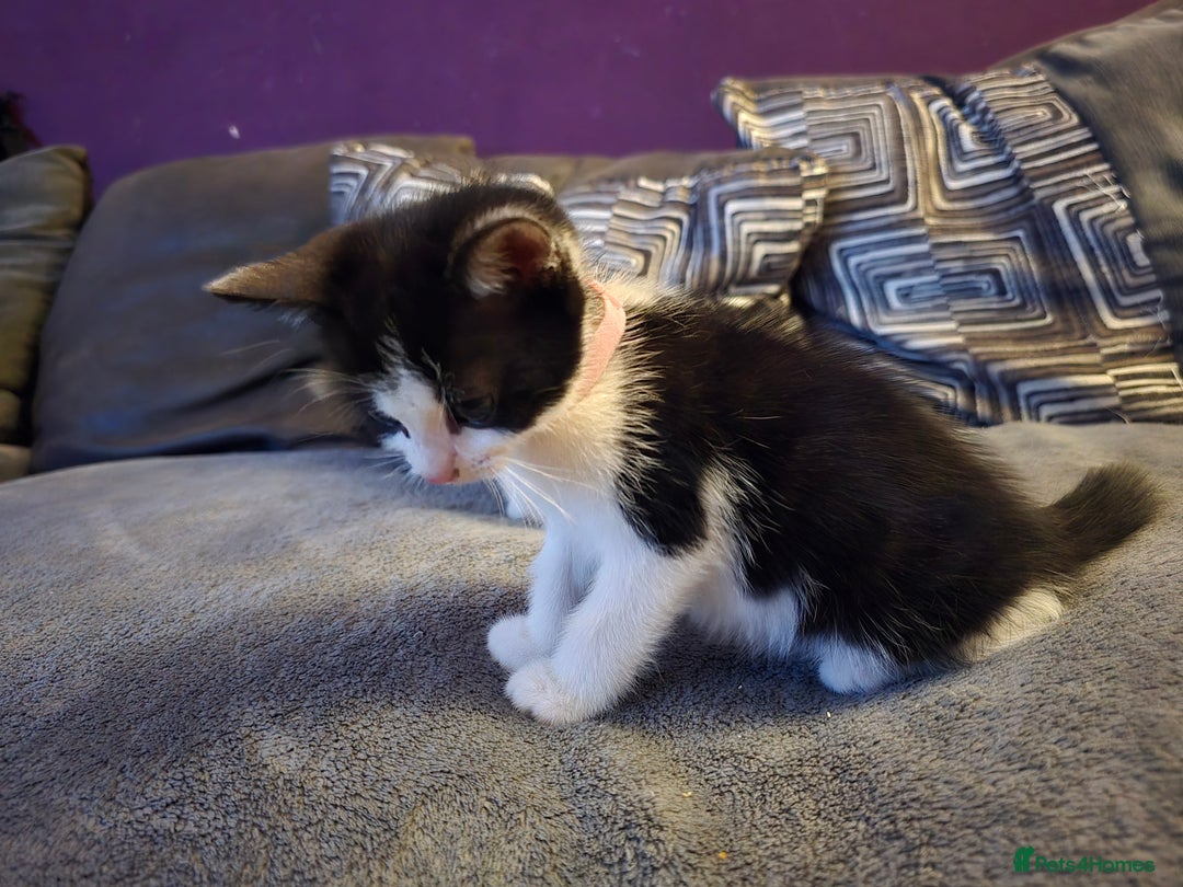 Mixed Breed cats for sale: Adorable black and white kittens - Image 9