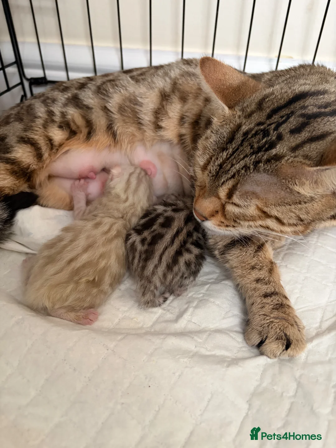 Bengal cats for sale: Pure Bengal Female Available  - Advert 4